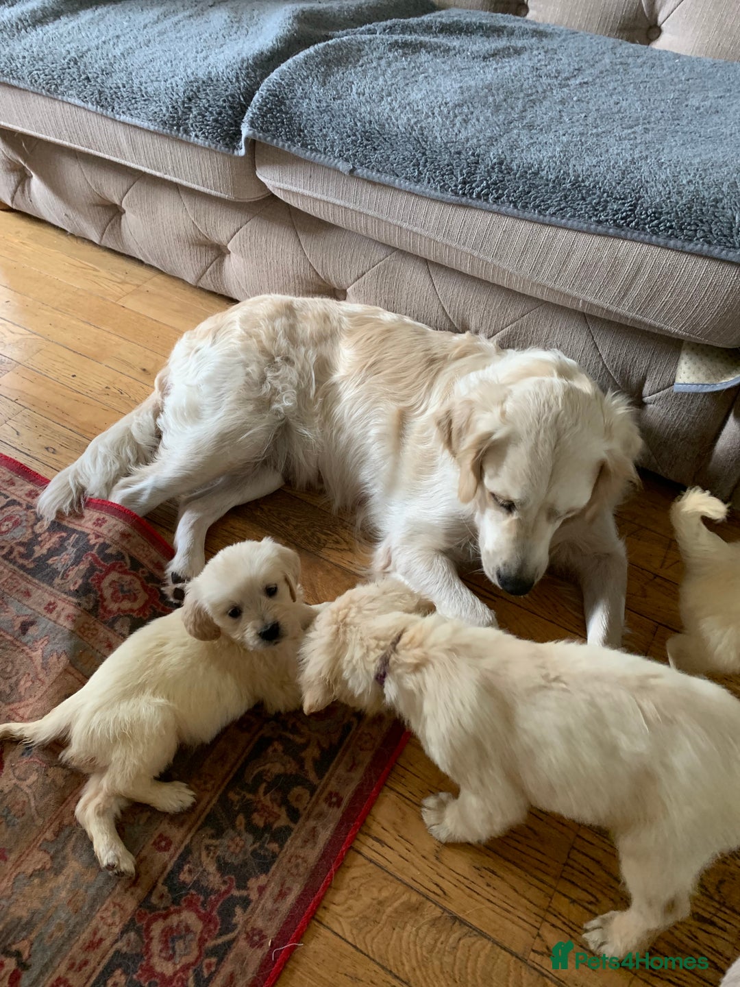 Golden Retriever dogs for sale: Golden Retrievers puppy for sale - Image 4