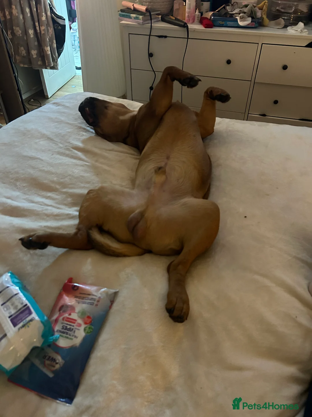 Mixed Breed dogs for sale: 10month old chunk of love - Advert 2