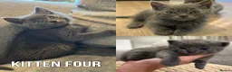 British Shorthair cats for sale: Five adorable British shorthair kittens in Skipton - Advert 8