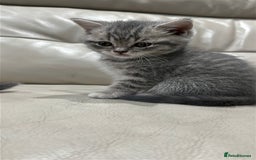 British Shorthair cats for sale: British Shorthair Kittens - Image 16