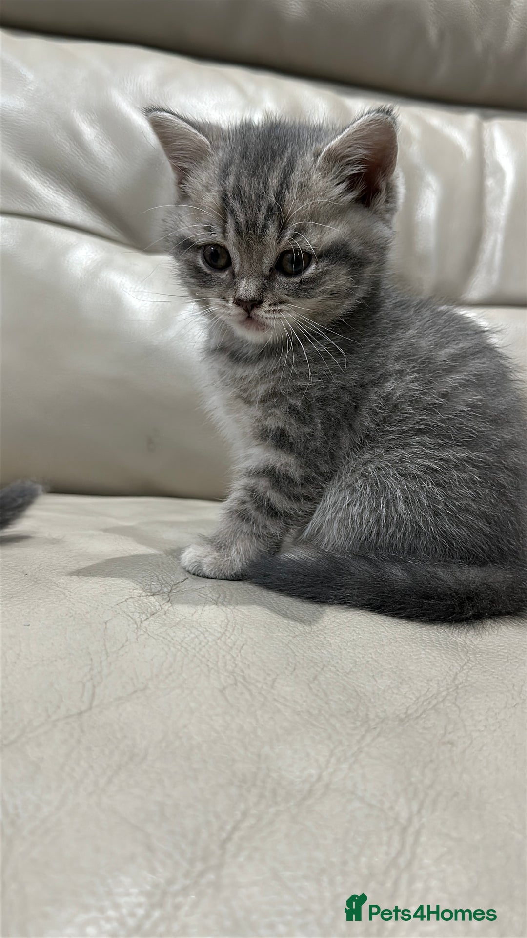 British Shorthair cats for sale: British Shorthair Kittens - Image 16