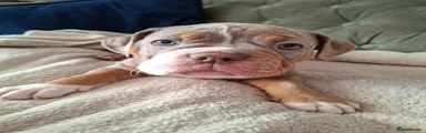 Old Tyme Bulldog 3 Marlene