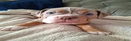 Old Tyme Bulldog dogs for sale: Old tyme bulldog puppies for sale - Advert 7