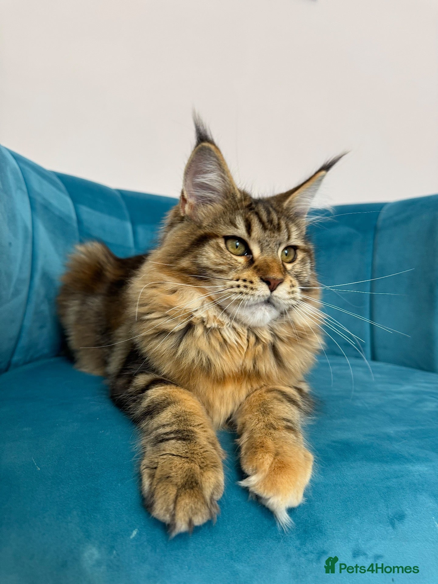 Maine Coon cats TICA Pedigree Registered Maine Coon Kittens - Advert 1