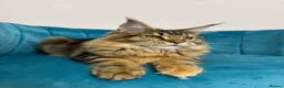 Maine Coon cats for sale: TICA Pedigree Registered Maine Coon Kittens - Advert 35