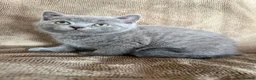 British Shorthair cats for sale: British Shorthair kittens READY NOW - Advert 19