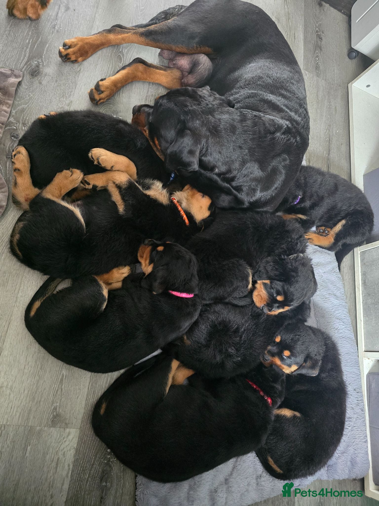 Rottweiler dogs Rottweiler puppies  - Advert 9