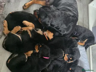 Rottweiler dogs Rottweiler puppies - Advert 12