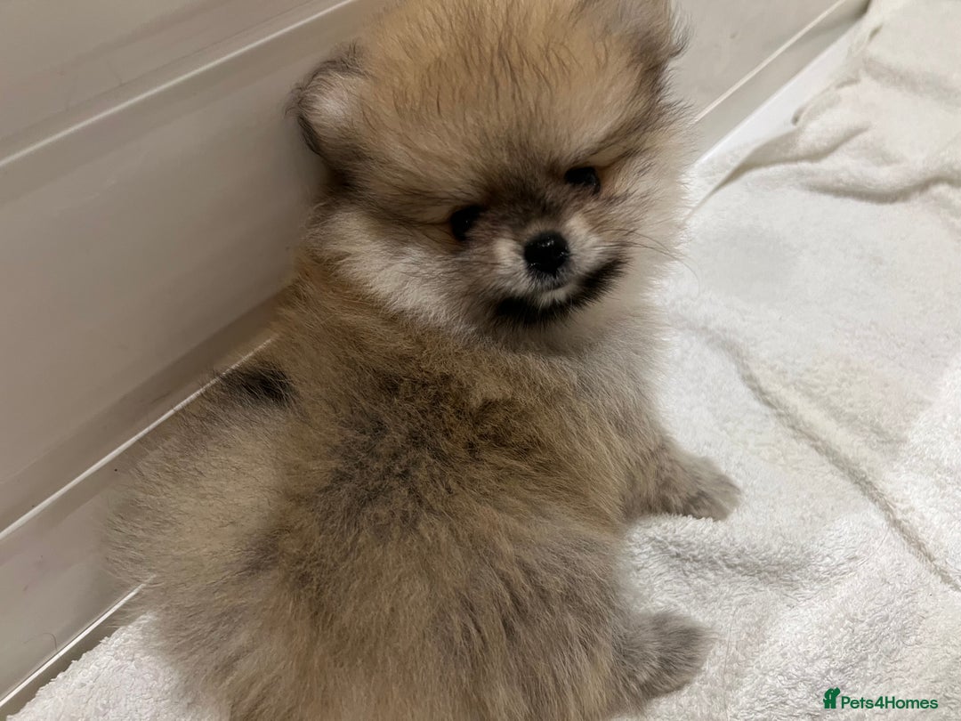 Pomeranian dogs for sale: Two 8 week old Pomeranian puppies  - Image 6