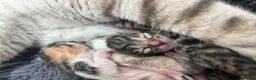 Bengal cats for sale: Bengal kittens  - Advert 10