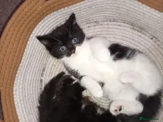 Persian cats 8 Persian kittens, Blue, Black and Black & White. - Advert 2