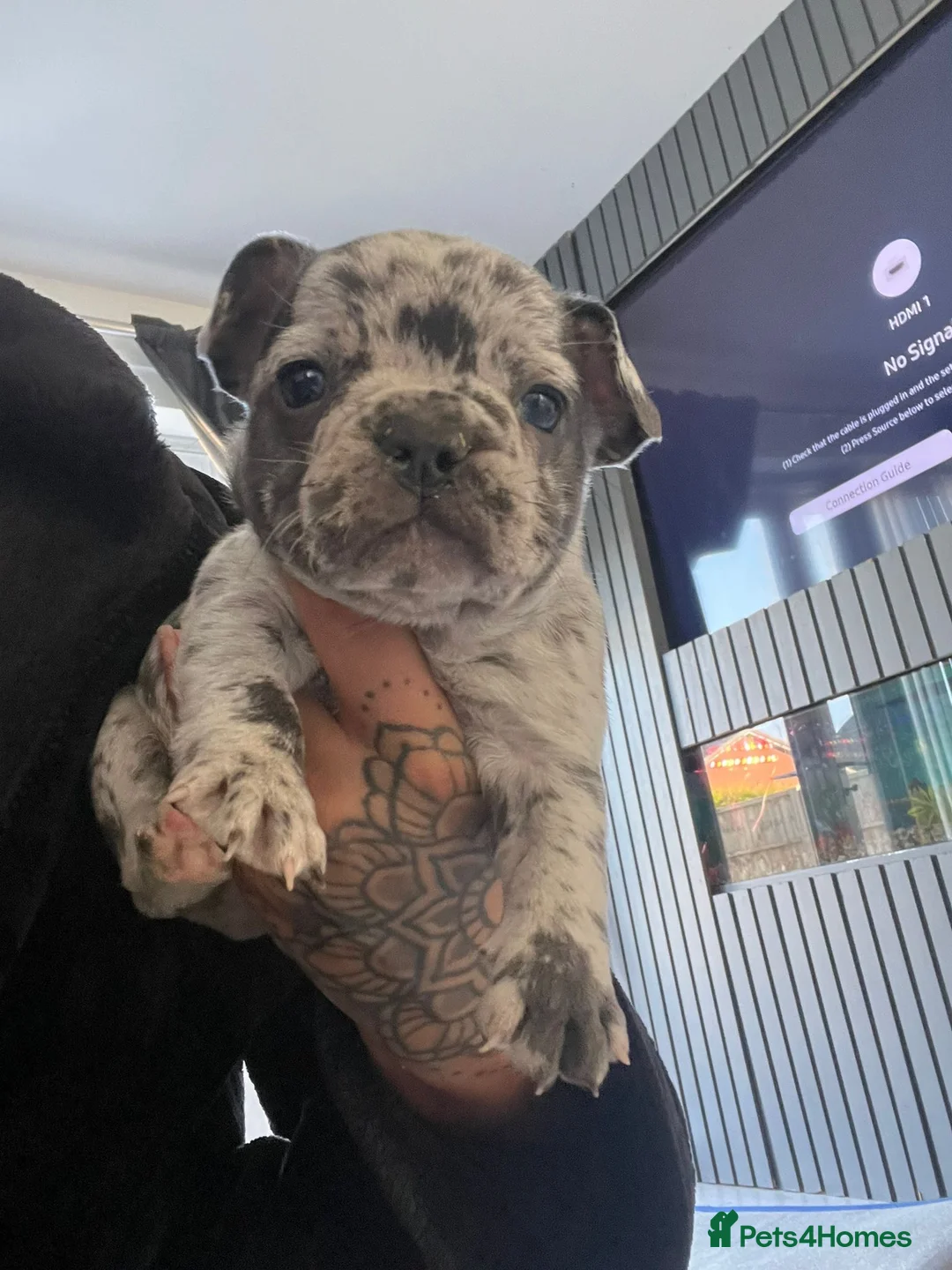 French Bulldog dogs for stud: Stunning blue merle 2year old stud - PROVEN in Lichfield - Advert 22