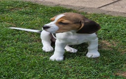 Beagle dogs for sale: KC reg Gorgeous Beagle Pups Champion Bloodline in New Malden - Image 25