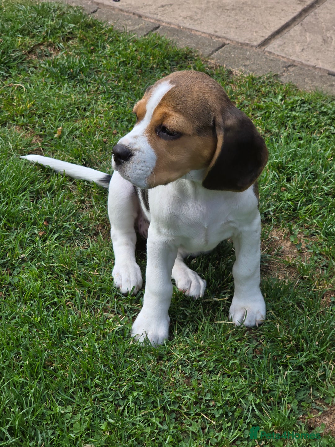 Beagle dogs for sale: KC reg Gorgeous Beagle Pups Champion Bloodline in New Malden - Image 25