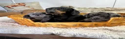 Jackshund dogs for sale: Gorgeous Blue Merle Daxi Jacks  - Advert 5
