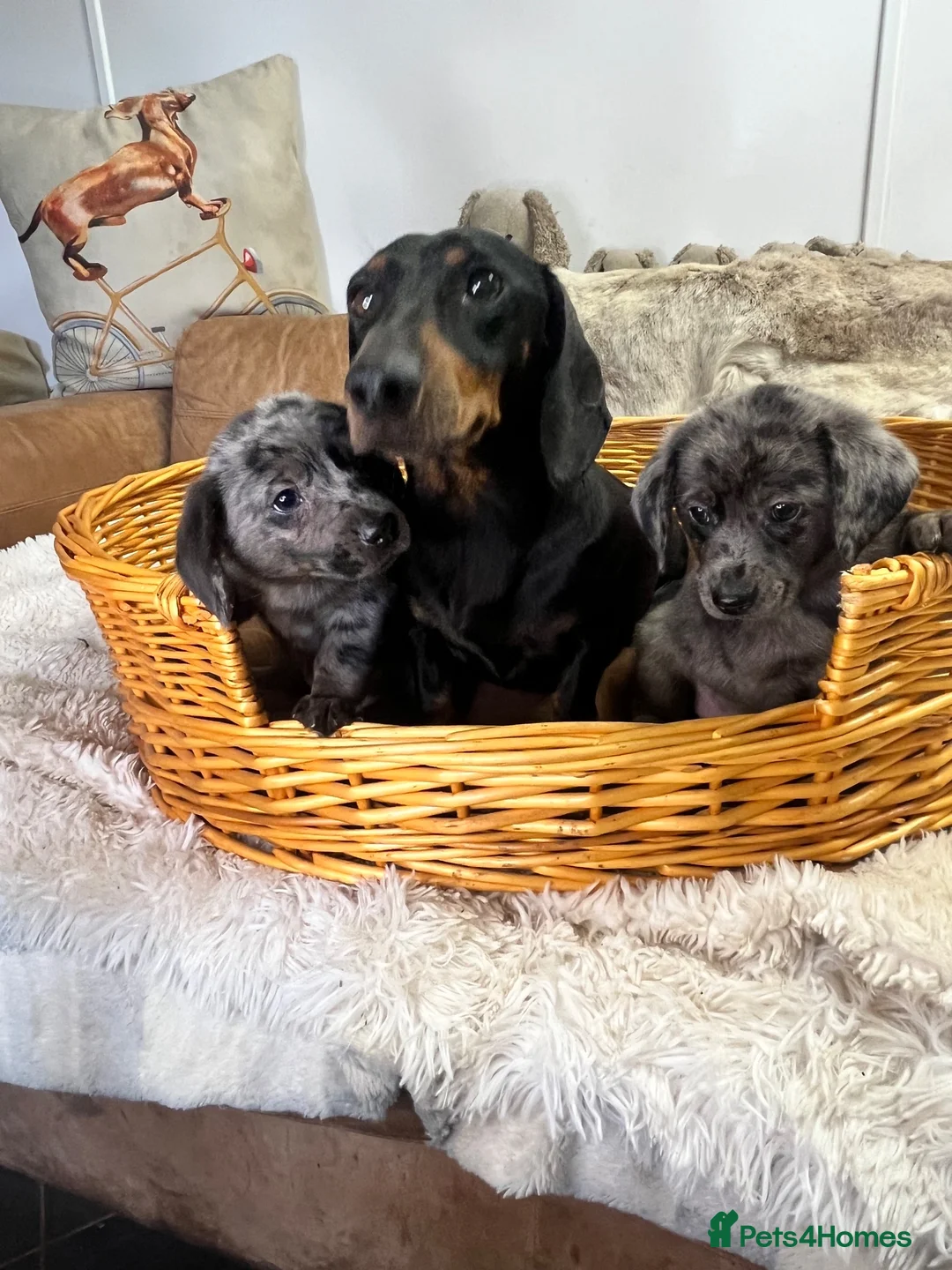 Jackshund dogs for sale: Gorgeous Blue Merle Daxi Jacks  - Advert 5