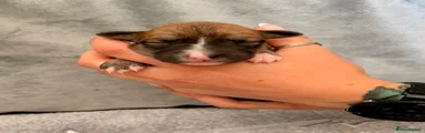 Whippet Puppy 7