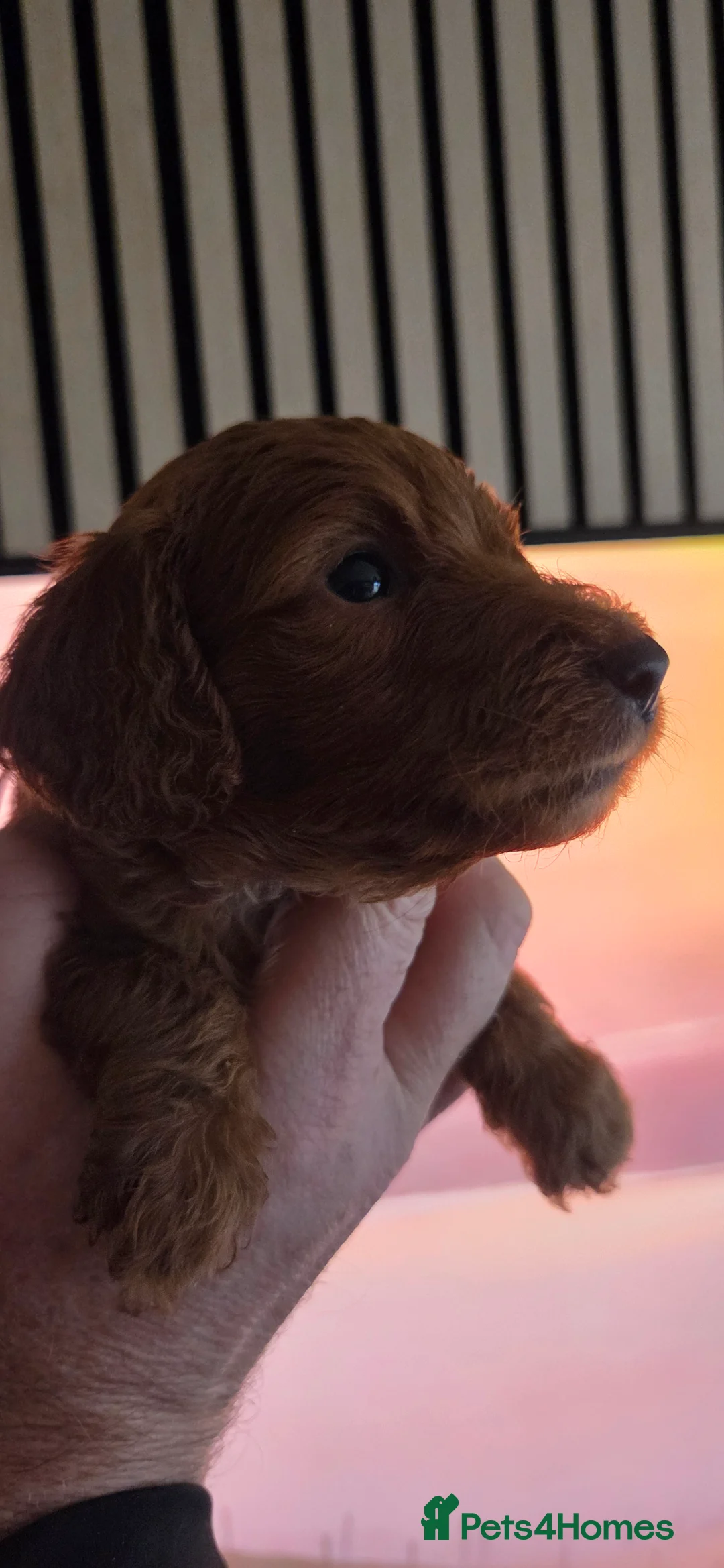 Australian Labradoodle dogs for sale: Therapy Dog Breeder - Advert 21