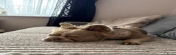 French Bulldog dogs for sale: Fluffy frenchie  - Advert 3