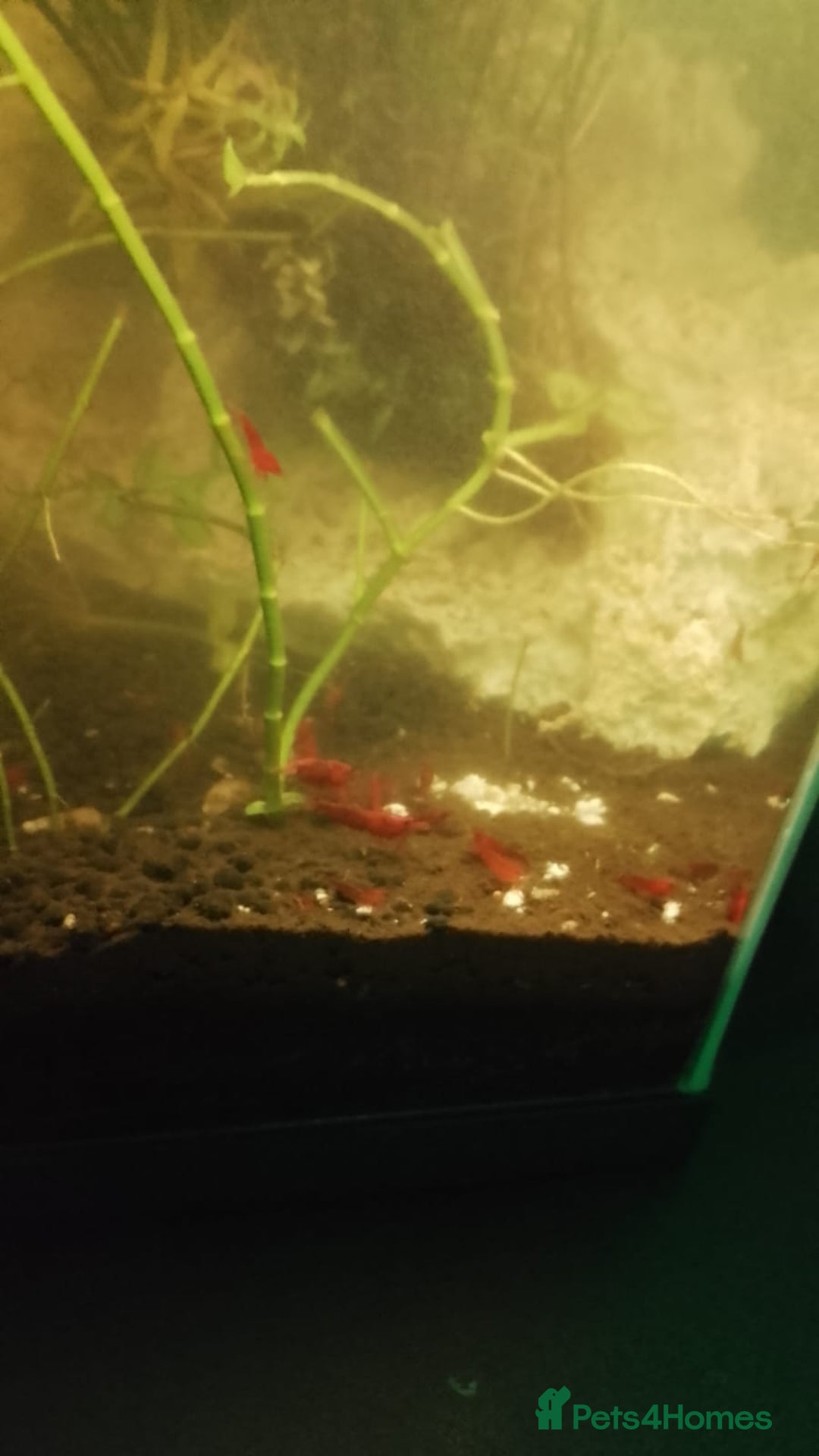 Shrimps fish for sale: Cherry shrimp plus plain shrimp  - Image 2