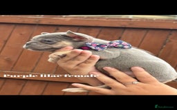 French Bulldog dogs for sale: Beautiful small build fluffy/fluffy carrier french - Image 22