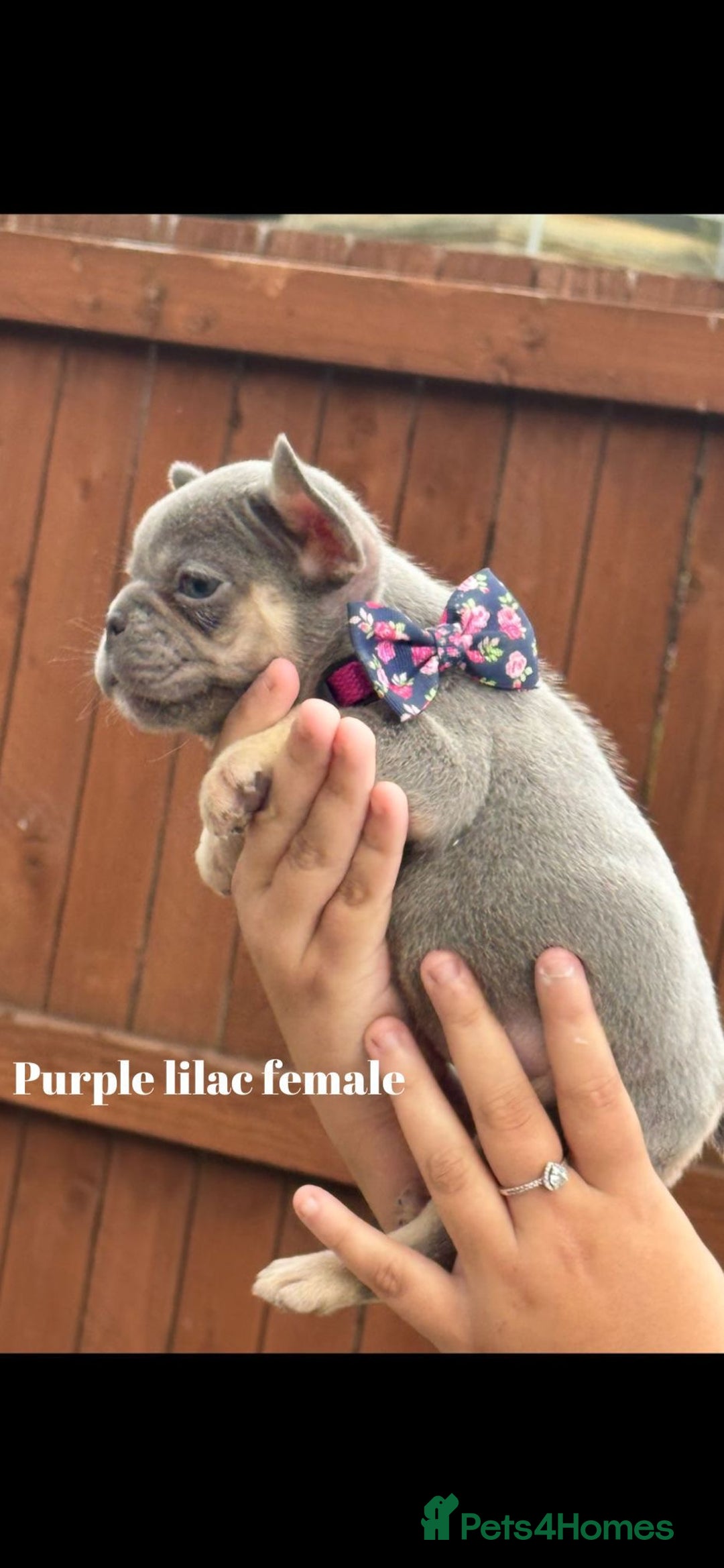 French Bulldog dogs for sale: Beautiful small build fluffy/fluffy carrier french - Image 22