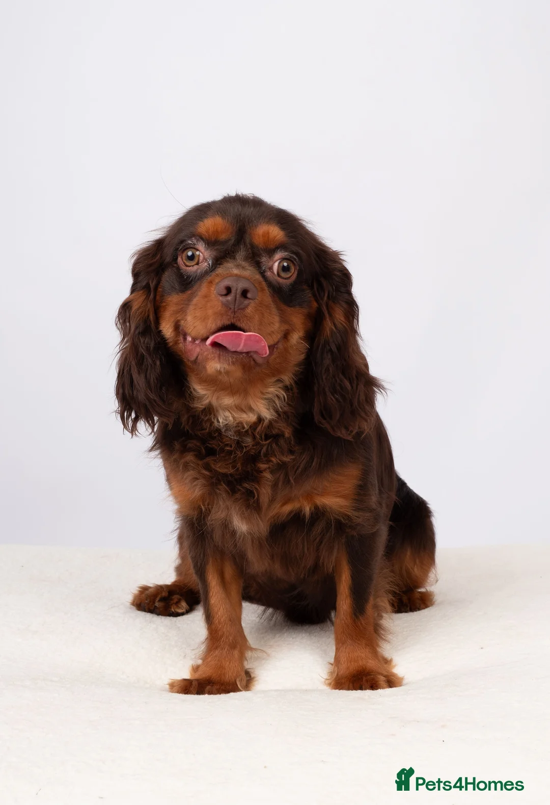Cavalier King Charles Spaniel dogs for stud: KC REG BROWN & TAN HEALTH TESTED CAV STUD  - Advert 5