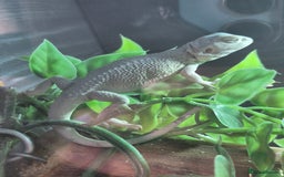 Bearded Dragon reptiles for sale: Bearded dragons  - Image 4
