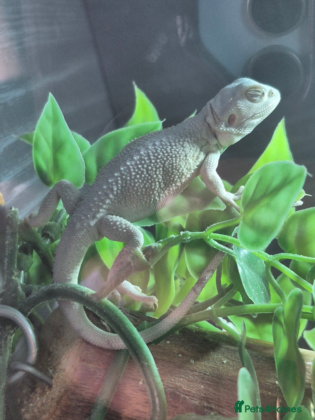 Bearded Dragon reptiles for sale: Bearded dragons  - Image 4