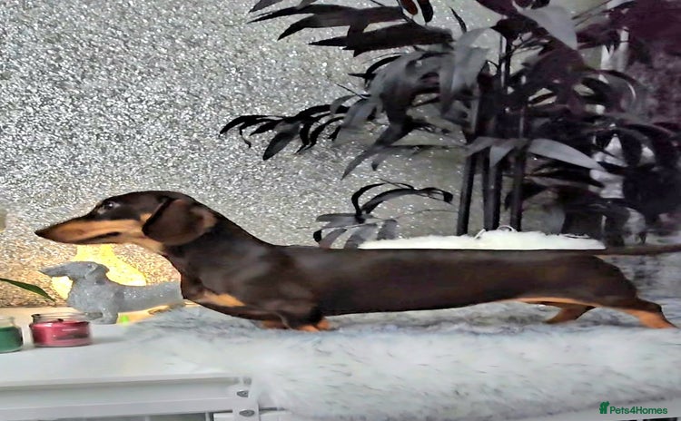 Miniature Dachshund dogs - Advert 6