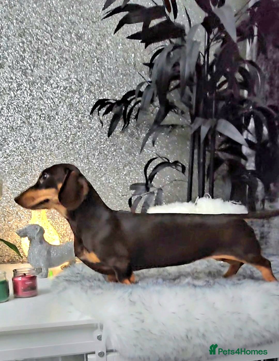 Miniature Dachshund dogs for sale: Miniature Smooth Dachshund Puppies  - Image 1