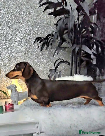 Miniature Dachshund dogs - Advert 8