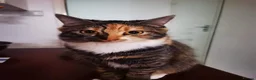 Asian cats for sale: Playful and beautiful Asian tabby kittens - Advert 5