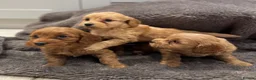 Cockapoo dogs for sale: Stunning Cockapoo puppies  - Advert 12