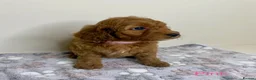 Cockapoo dogs for sale: Stunning Deep Red Cockapoo Puppies - Advert 9