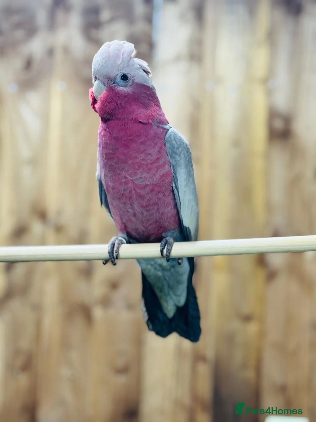 Cockatoo birds for sale: Galah cockatoo  - Advert 3