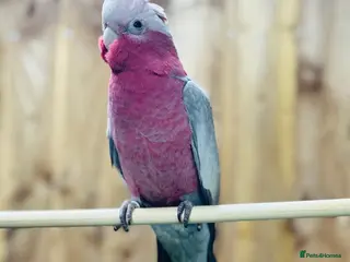 Cockatoo birds Galah cackatoo fully tamed - Advert 6