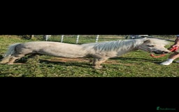 Shetland pony horses for sale: Palomino Minature Shetland Gelding  - Image 4