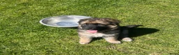 German Shepherd dogs for sale: German shepherd Puppies  - Advert 11