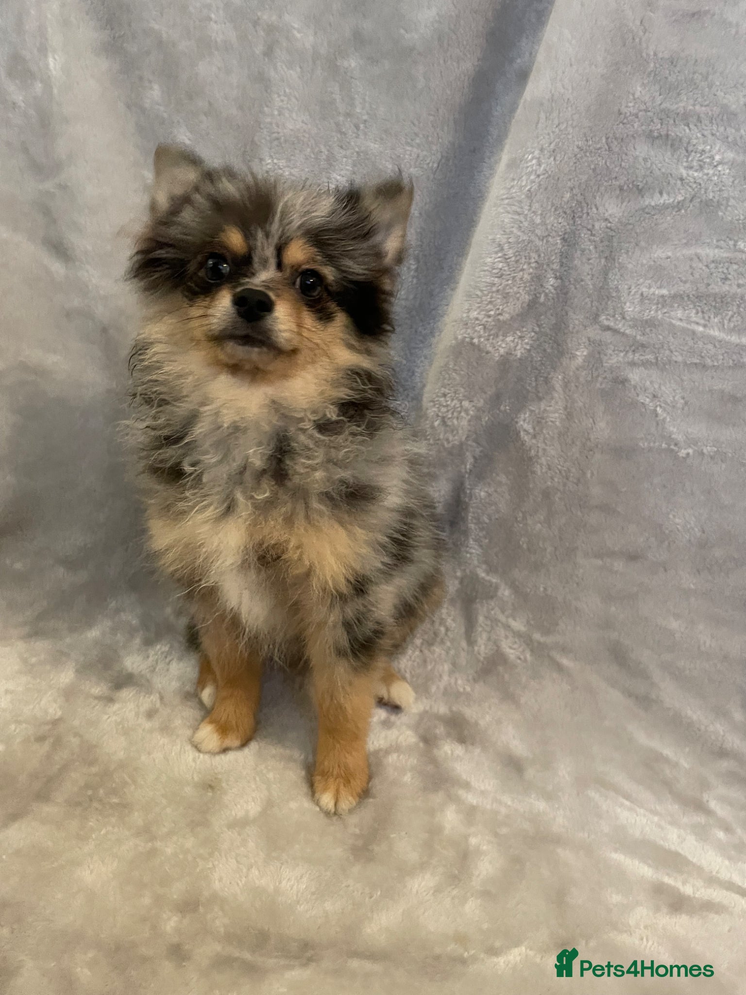 Pomchi dogs for sale: Blue/Tan Merle Girl - Advert 1