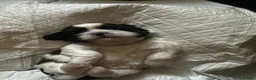 Shih Tzu dogs for sale: Beautiful shih tzu puppies 🥹🐾 - Advert 14