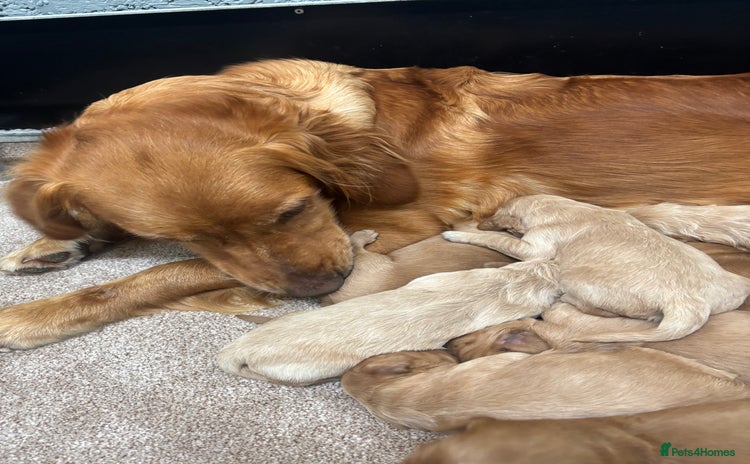 Mini Goldendoodle dogs - Advert 1