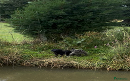 Labradoodle dogs for sale: Miniature labradoodles  - Image 8