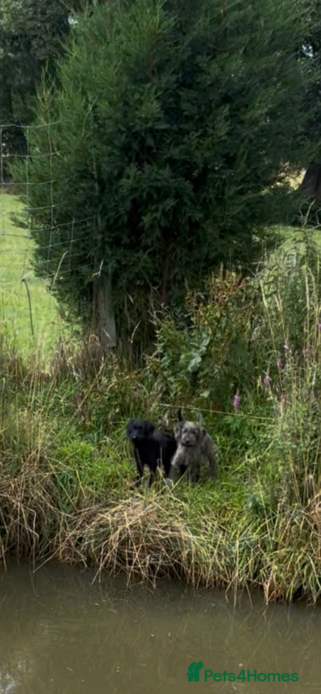 Labradoodle dogs for sale: Miniature labradoodles  - Image 8