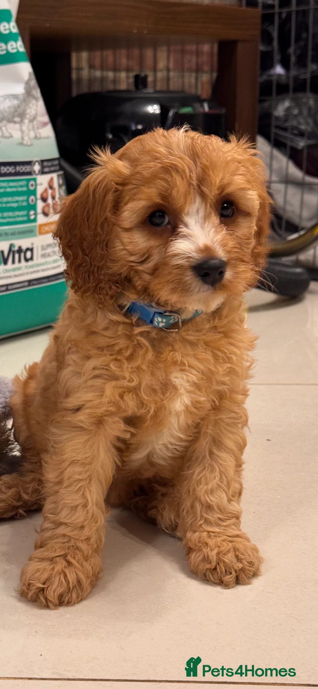 Cavapoo dogs for sale: Cavapoo Puppies (F1) -Perfect Family Companions - Advert 3
