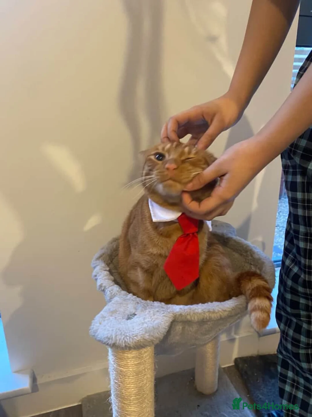 Domestic Shorthair cats for sale: Sweet ginger boy  in Newcastle - Advert 1