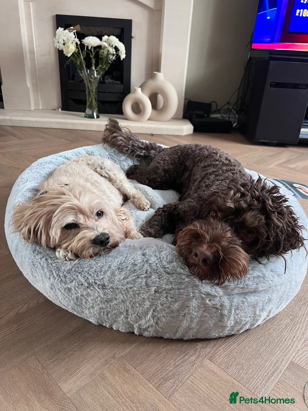 Cockapoo dogs for stud: Stud Cockapoo - Advert 4