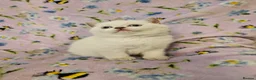 British Shorthair cats for sale:  READY NOW Brittish shorthair kittens - Advert 5