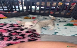 Chihuahua dogs for sale: ONE MALE LEFT READY FROM 3rd September - Image 7