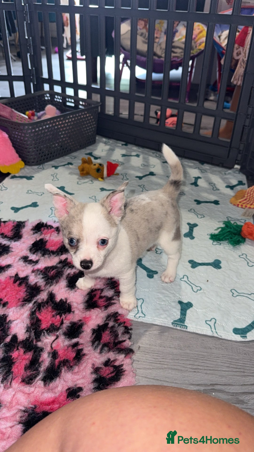 Chihuahua dogs for sale: ONE MALE LEFT READY FROM 3rd September - Image 7